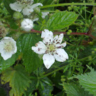 Blackberry Flowers