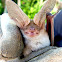 Pallid Bat