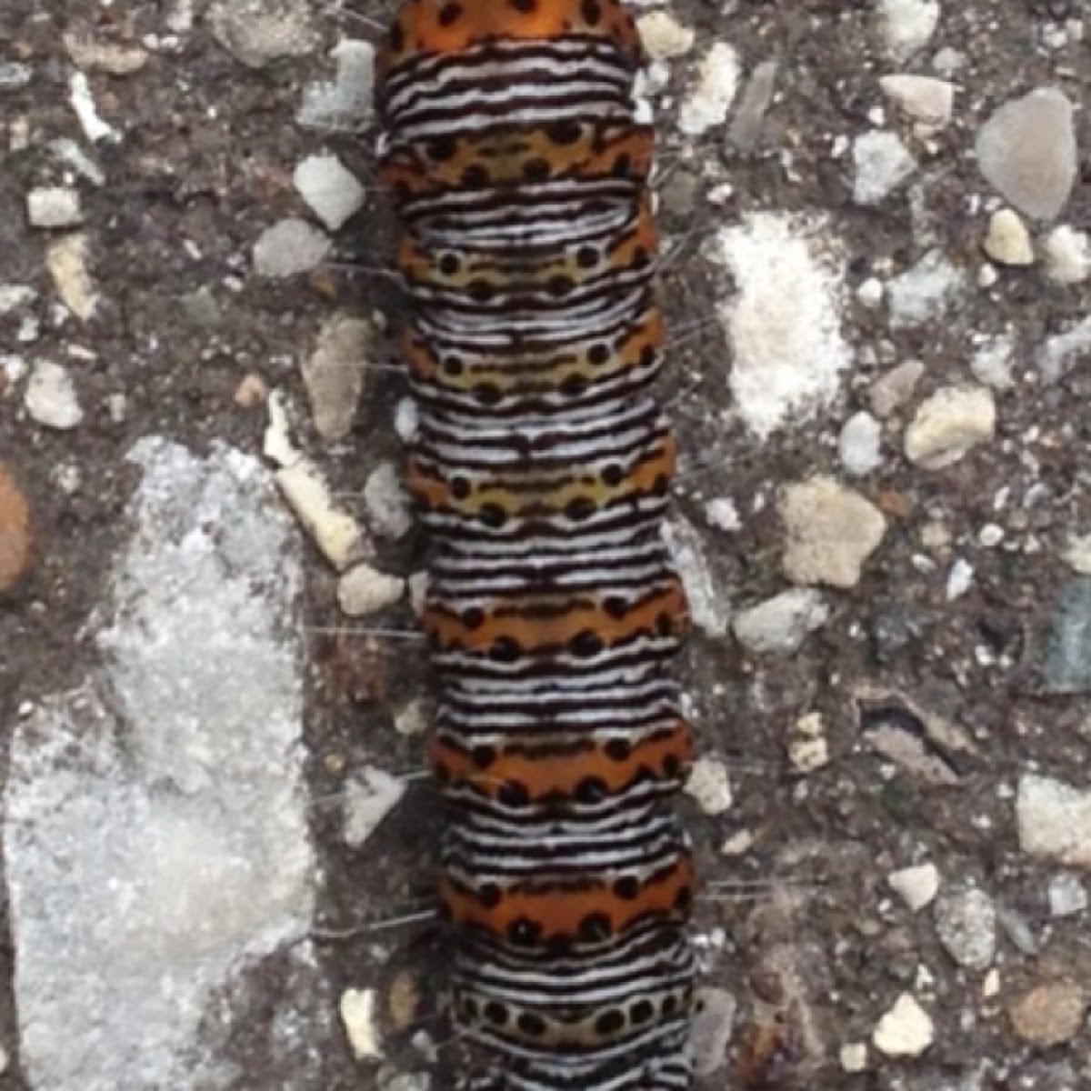 Wood Nymph Caterpillar