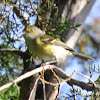 White-eyed Vireo