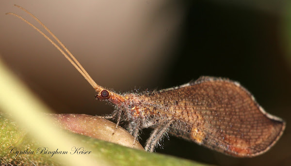 lacewing