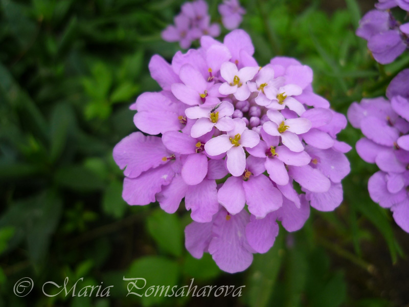 candytufts