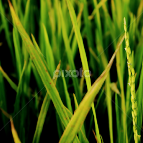 Paddy from Field by Rudra Roy Chowdhury - Nature Up Close Leaves & Grasses