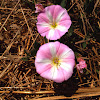 bindweed, false bindweed, or morning glory