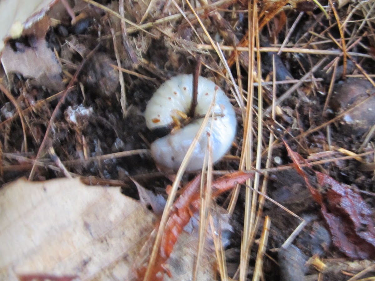 White grub worm.