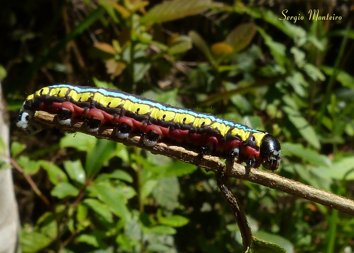 Cucullia caterpillar