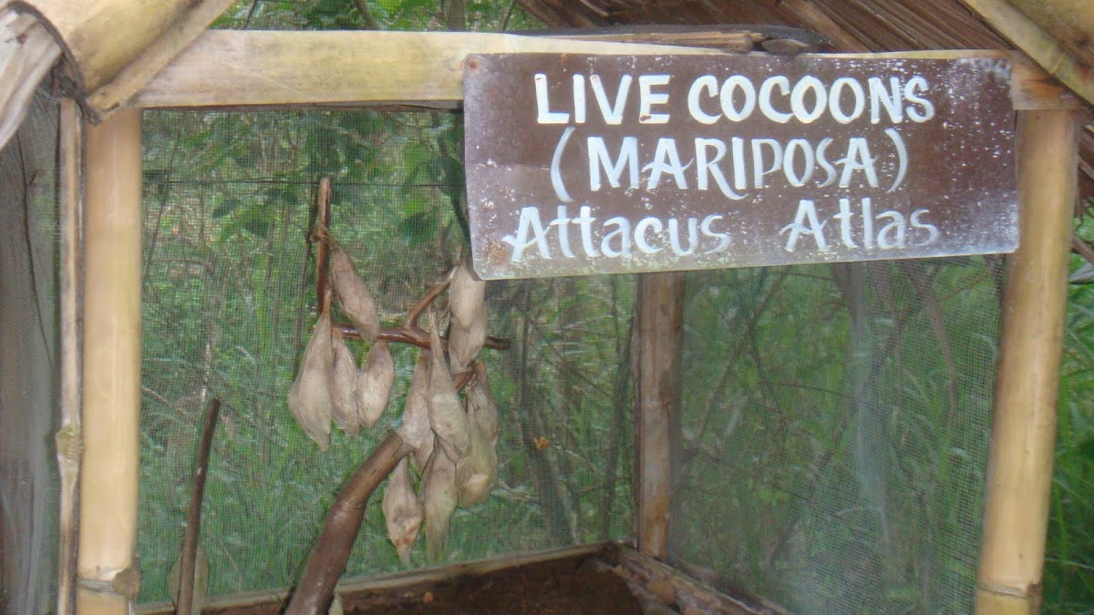 Atlas Moth (cocoons)
