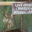 Atlas Moth (cocoons)