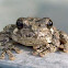 Gray tree frog