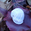 Garden Snail shell