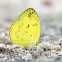 Common grass-yellow butterfly
