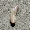 Beetle larva on the beach