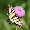 Eastern Tiger Swallowtail  & Humming Bird Moth