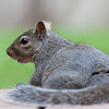 Eastern Gray Squirrel