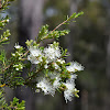 White Kunzea