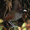 Pale-billed Antpitta