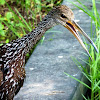 Limpkin