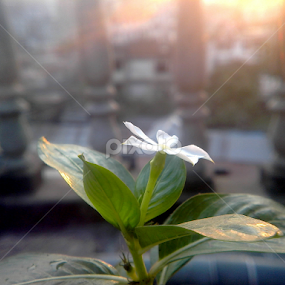 by Sk Amin - Flowers Single Flower