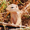 African ground squirrel