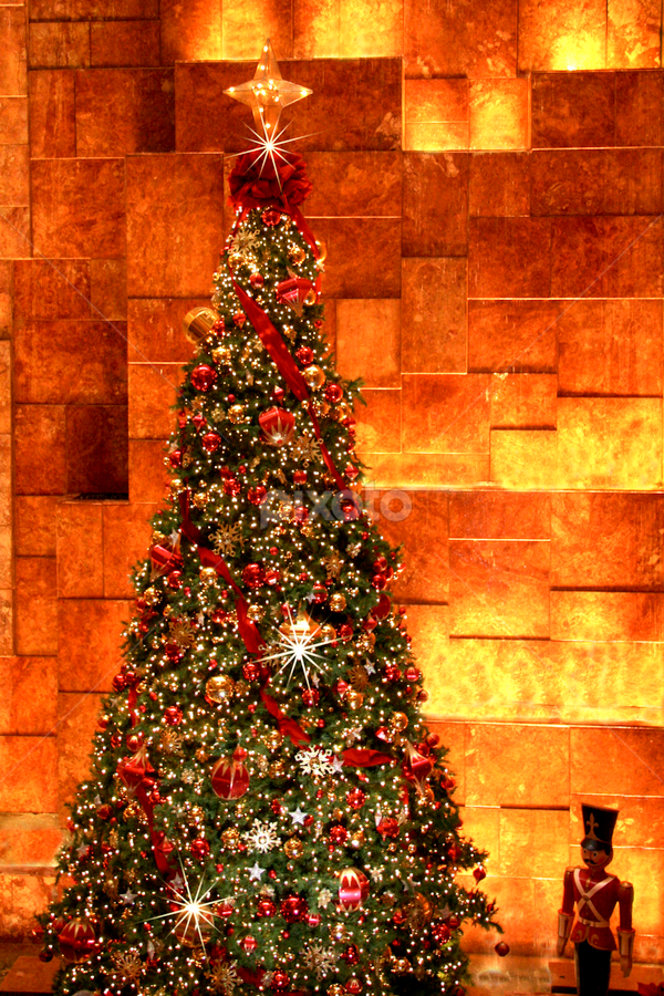 The Star Tree  5360  by Karen Celella - Public Holidays Christmas