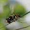 Common Hover Fly