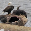 Amer.Bald Eagle (on Bison Carcass)