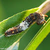 White admiral caterpillar