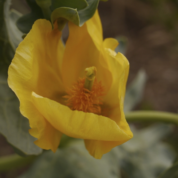 Yellow Horned Poppy, Gelber Hornmohn