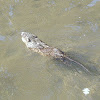 Muskrat