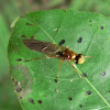 Golden Soldier fly