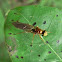 Golden Soldier fly