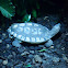 Giant Asian Pond Turtle