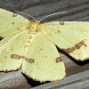Crocus Geometer Moth