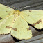 Crocus Geometer Moth