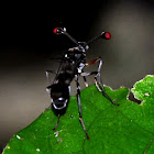 Stalked-eyed fly