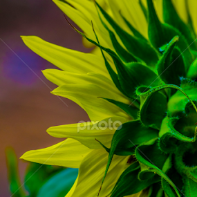 Sunflower 2 by Denise Johnson - Flowers Flower Gardens