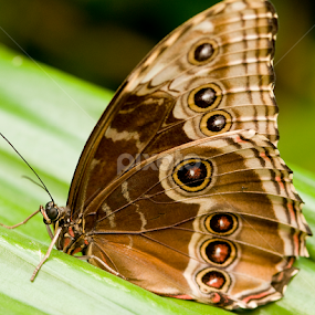 Buckeye by Kelly Goode - Animals Insects & Spiders