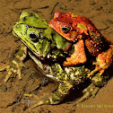 Green climbing toad