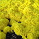 Yellow Slime Mold -Dog Vomit Mold