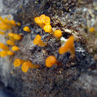 Yellow Dacrymycetaceae