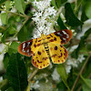 False Tiger moth