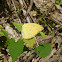 Orange Emigrant - female