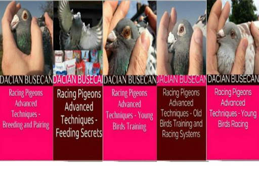 【免費運動App】Racing Pigeons Master Three-APP點子