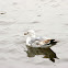 Goéland à bec cerclé (juv.) (Ring-billed Gull)