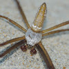 Banded argiope (male)