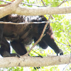 Howler Monkeys