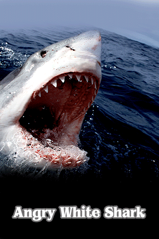Official White Shark Attack