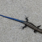 American Five-lined Skink