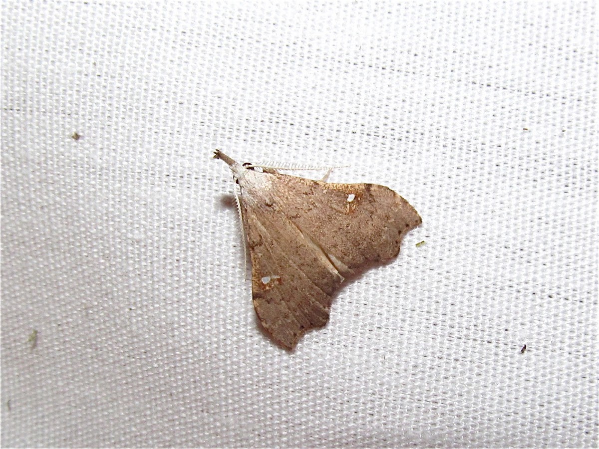 White-spotted Redectis