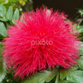 by Sean Kushmick - Novices Only Flowers & Plants